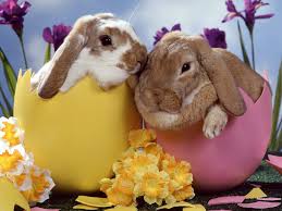 bunnies in eggs